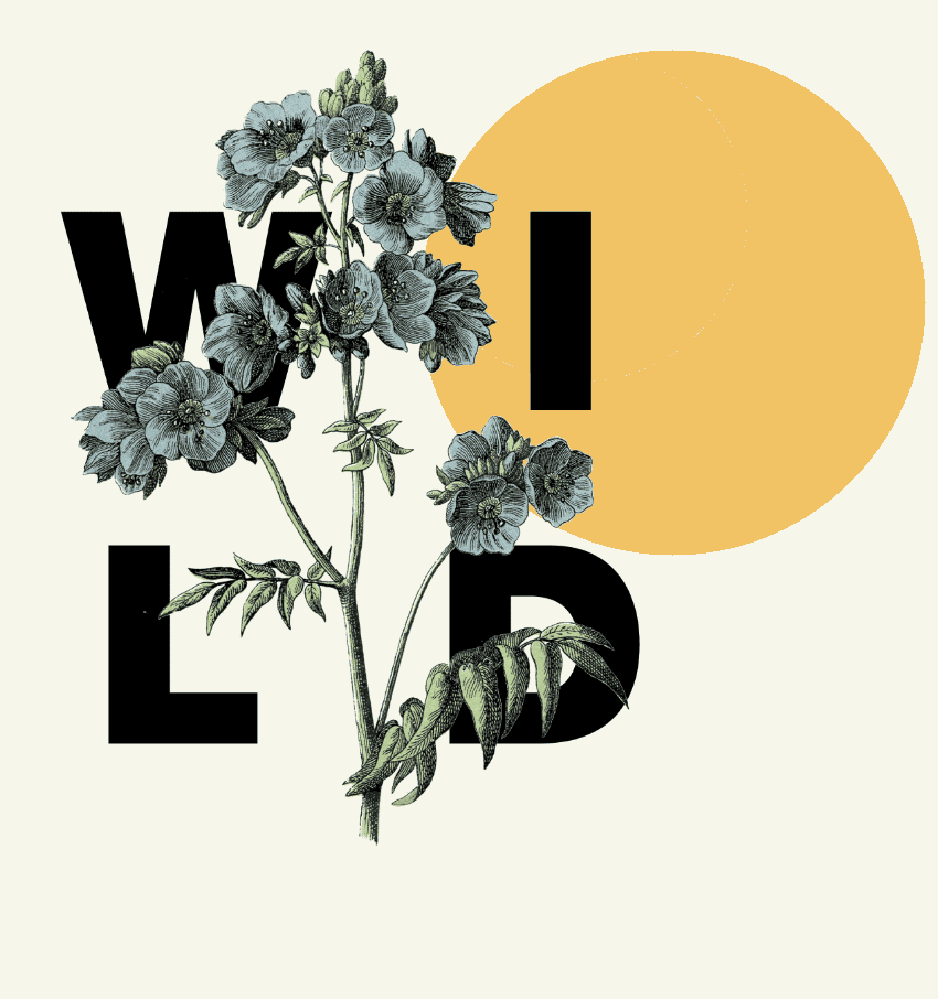Botanical engraving through the letters W I L D with a gold sun disc